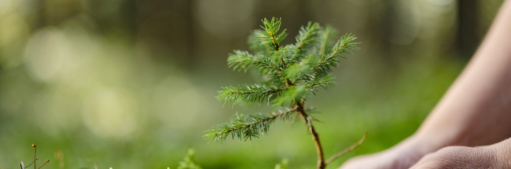 Kädet pitelevät kiinni kuusen taimesta metsämaisemassa.