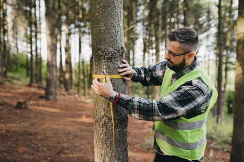 Mies työskentelee metsässä puunrungon parissa. Taustalla vihreä mäntymetsä.