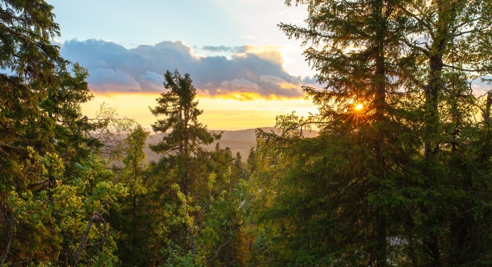 Kesäinen metsämaisema auringonlaskun aikaan.