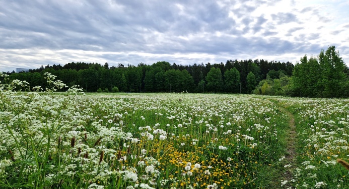 Kesäinen kukkapelto pilvisessä säässä.