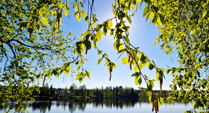 Lähikuva koivunoksista aurinkoisessa jokimaisemassa.