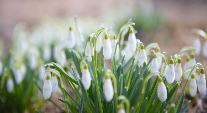 Valkoisia puistolumikelloja lähikuvassa.