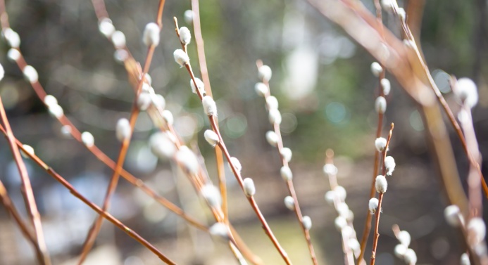 Lähikuva pajunkissoista aurinkoisessa säässä.