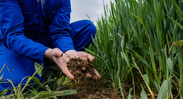 Sinipukuinen henkilö on kyykistyneenä pellolla ja pitelee multaa käsissään.