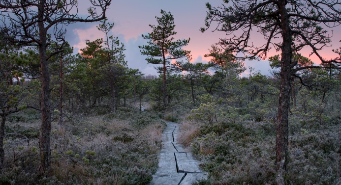 Pitkospuut metsämaisemassa iltahämärässä.