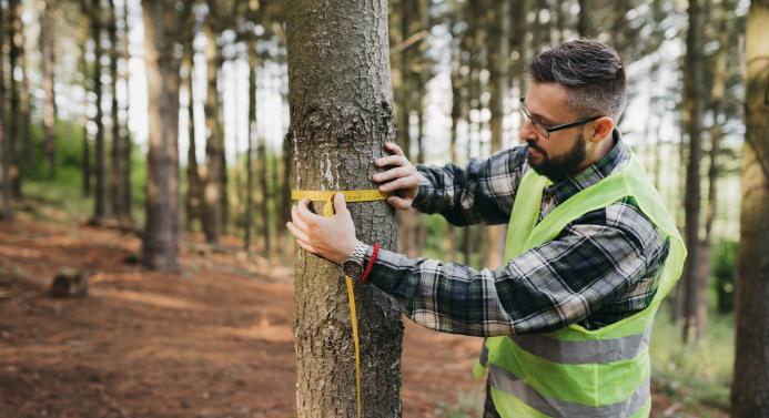 Mies työskentelee metsässä puunrungon parissa. Taustalla vihreä mäntymetsä.
