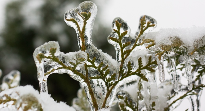 Jäätynyt kasvi lumisessa maisemassa.