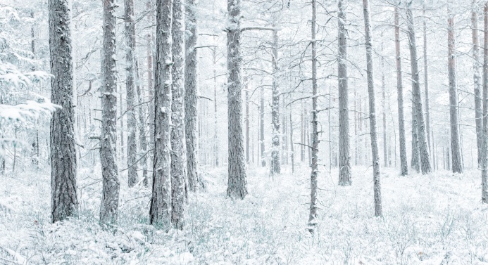 Luminen metsä ja puita.