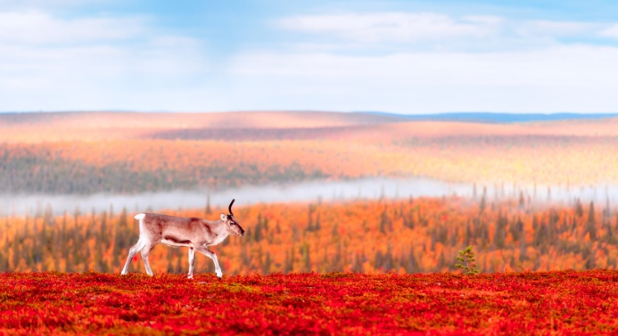 Lokakuista ruskaa lapissa, selkeä taivas ja poro kävelemässä tunturilla.
