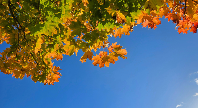 Värikkäät vaahteranlehdet aurinkoista taivasta vasten.