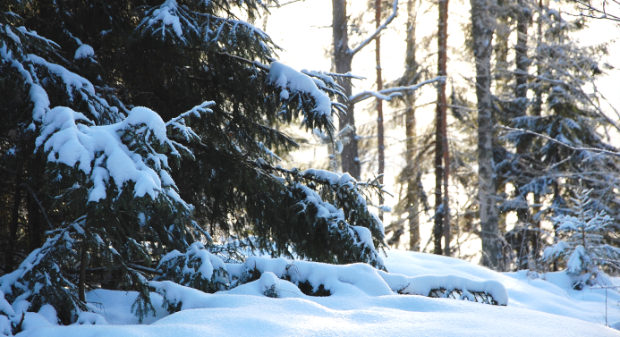 Luminen metsämaisema.