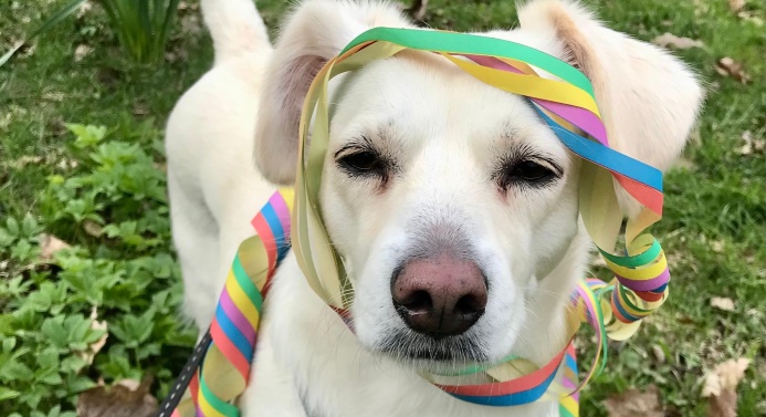 Valkoinen koira katsoo kameraan. Koiran ympärillä on serpentiiniä.